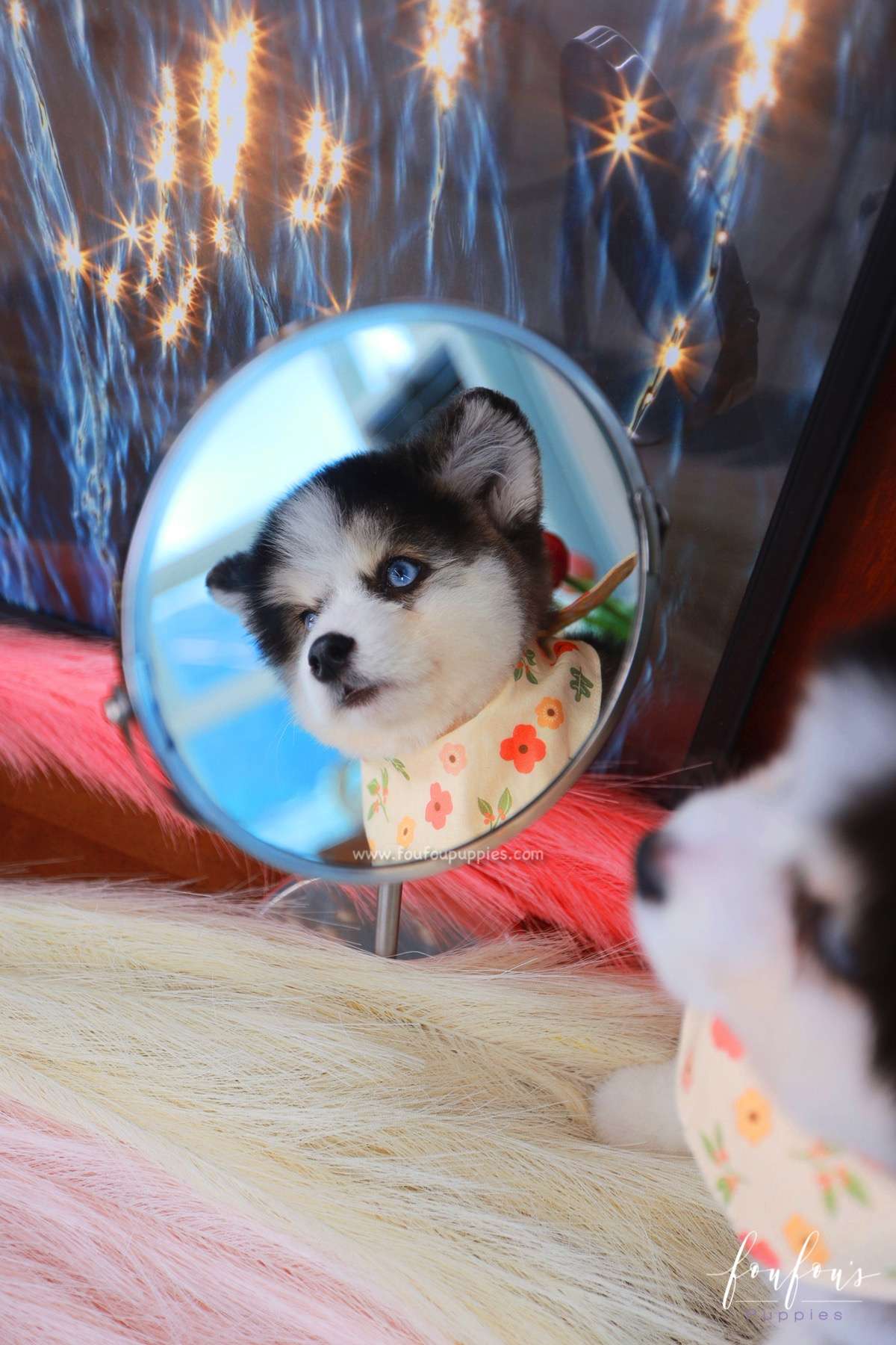Zeus - Pomsky M.