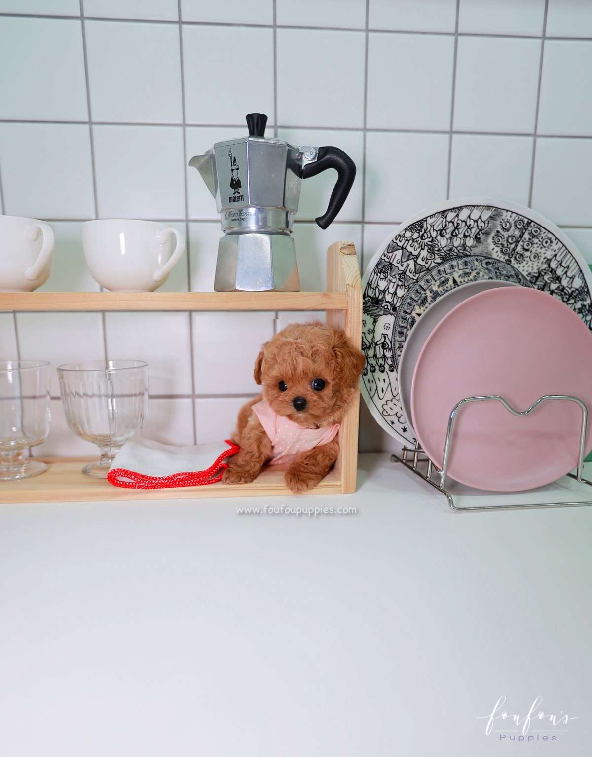 Muffin - Maltipoo M.