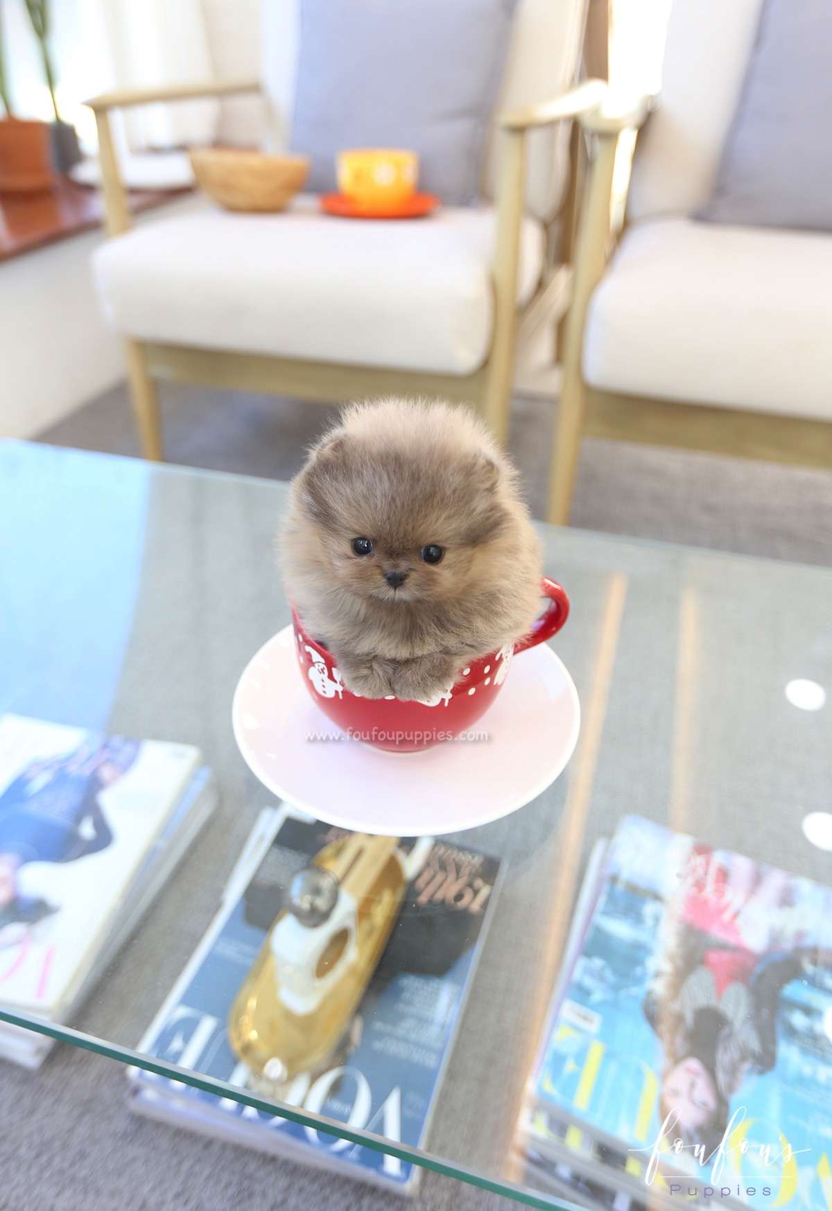 Butterball - Pomeranian M.