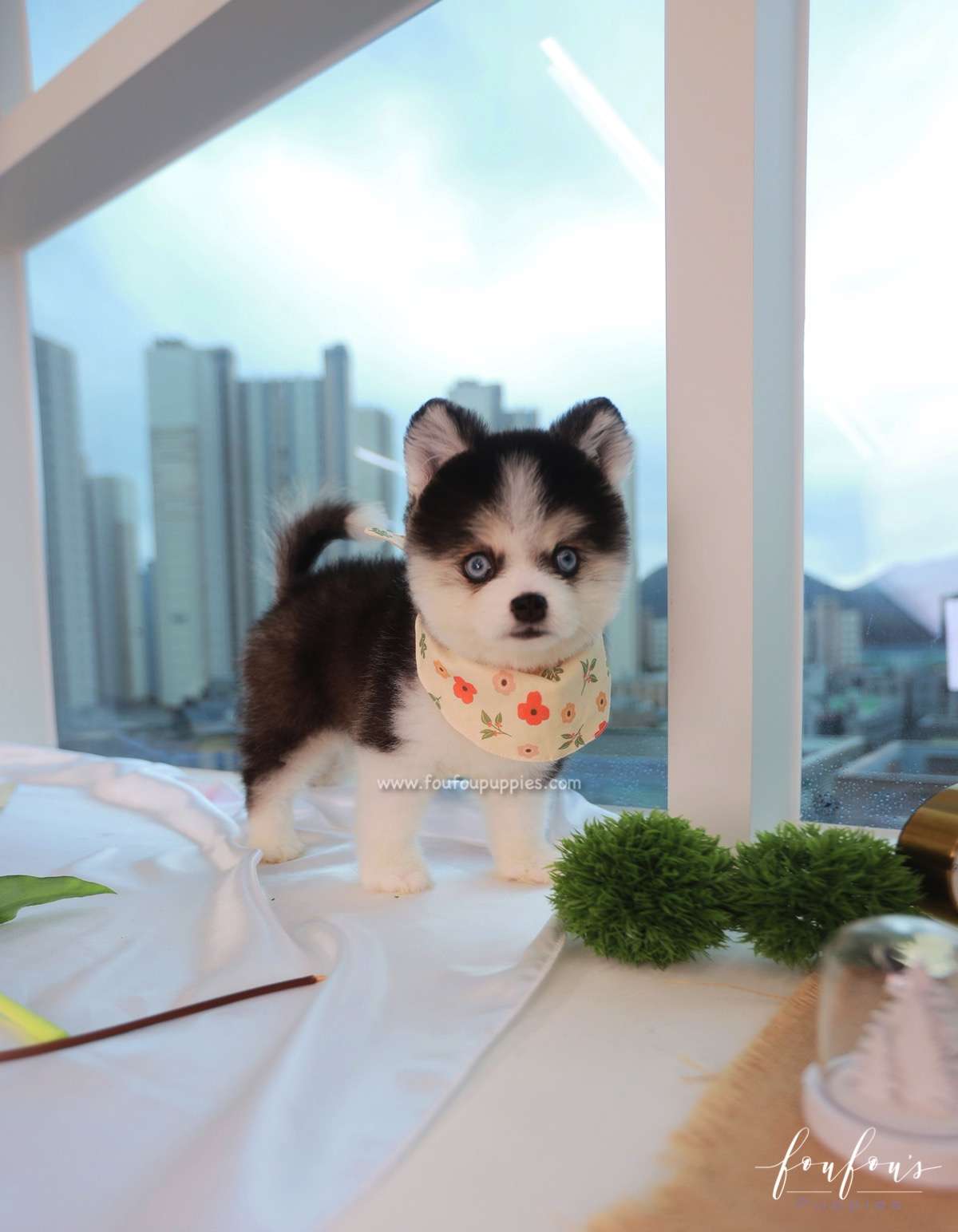 Zeus - Pomsky M.