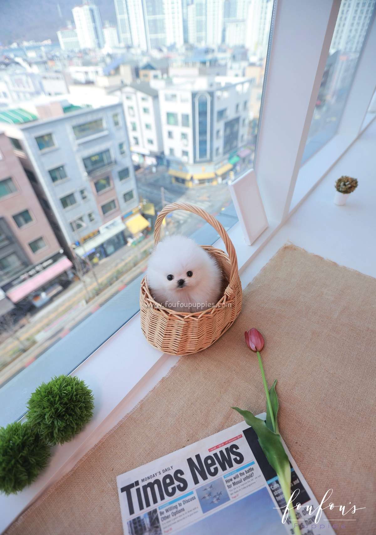 Tiffany - Pomeranian F.