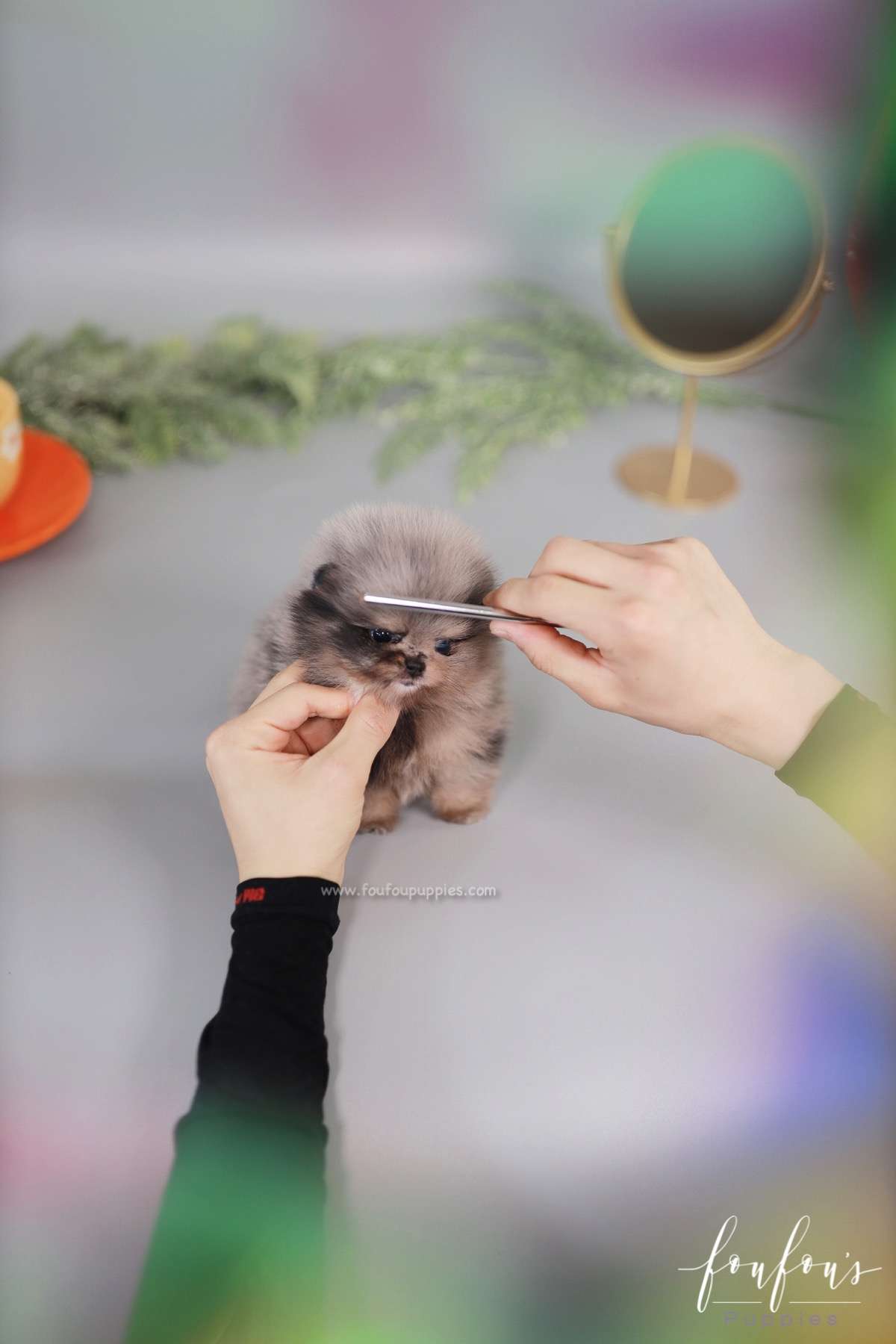 Nebula - Pomeranian F.