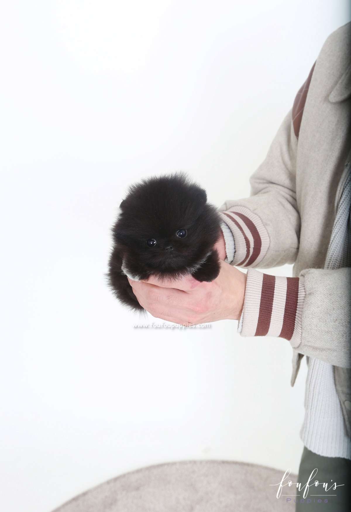 Coralie - Pomeranian F.