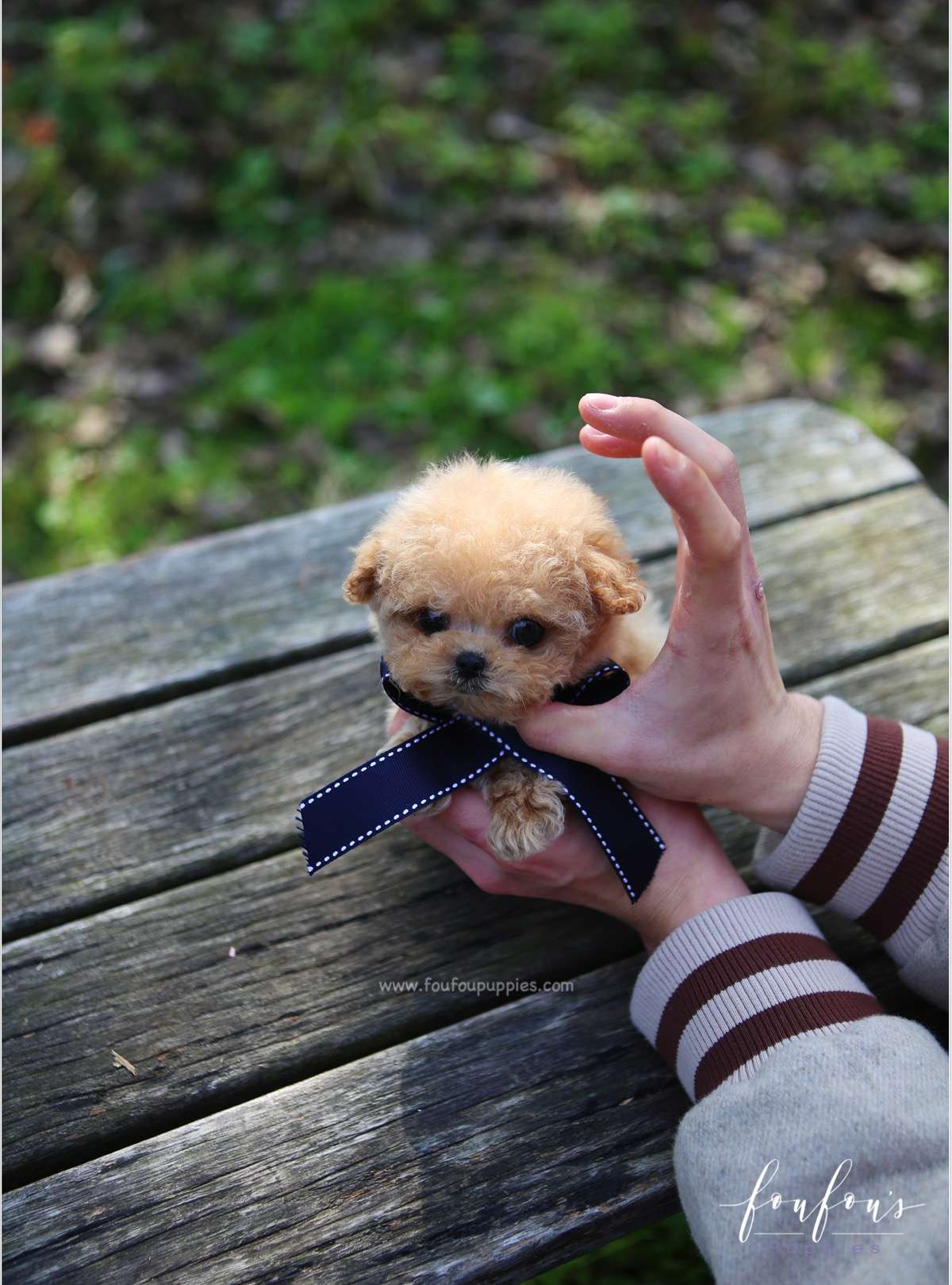 Snuggles - Poodle M.