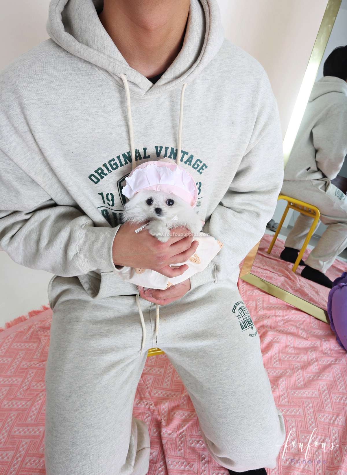 Jolie - Pomeranian F.