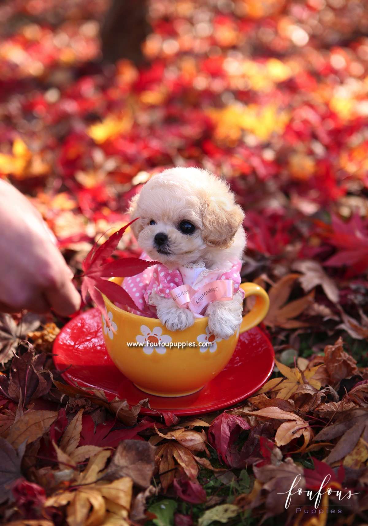 Kirby - Poodle M.