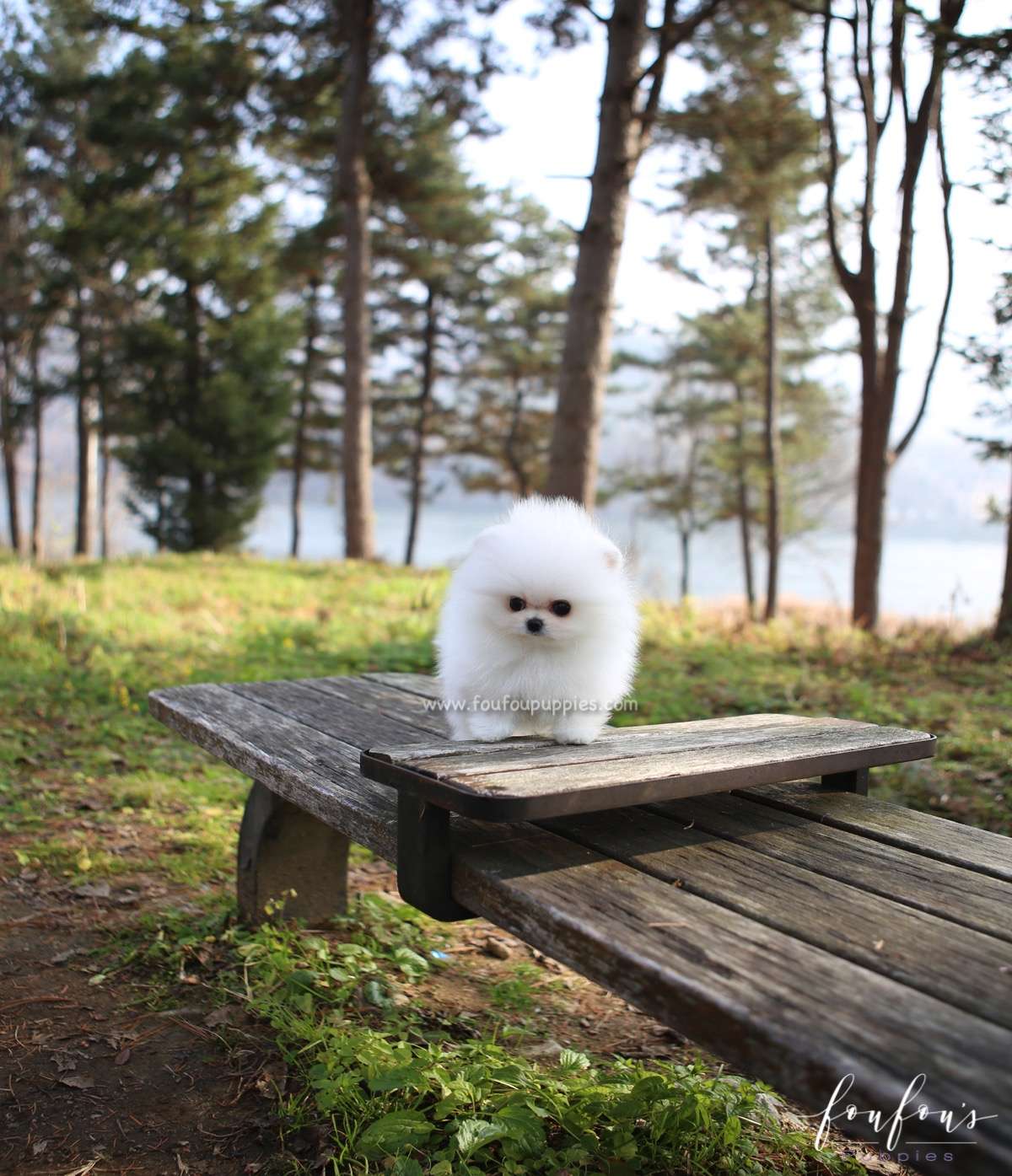 Regis - Pomeranian M.