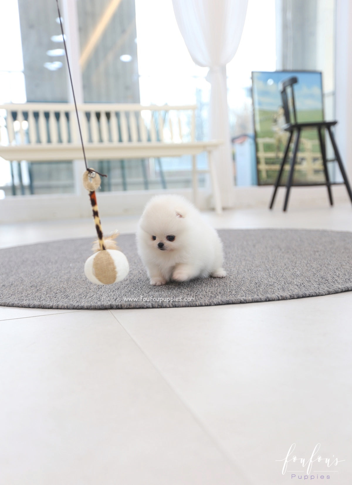 Souflé - Pomeranian F.