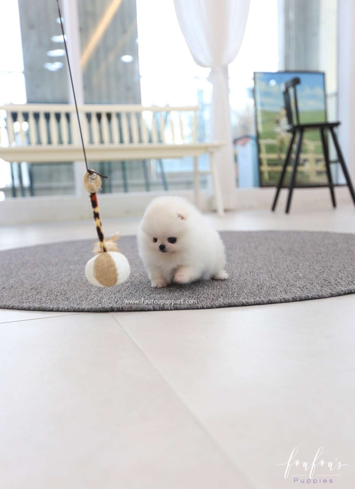 Souflé - Pomeranian F.