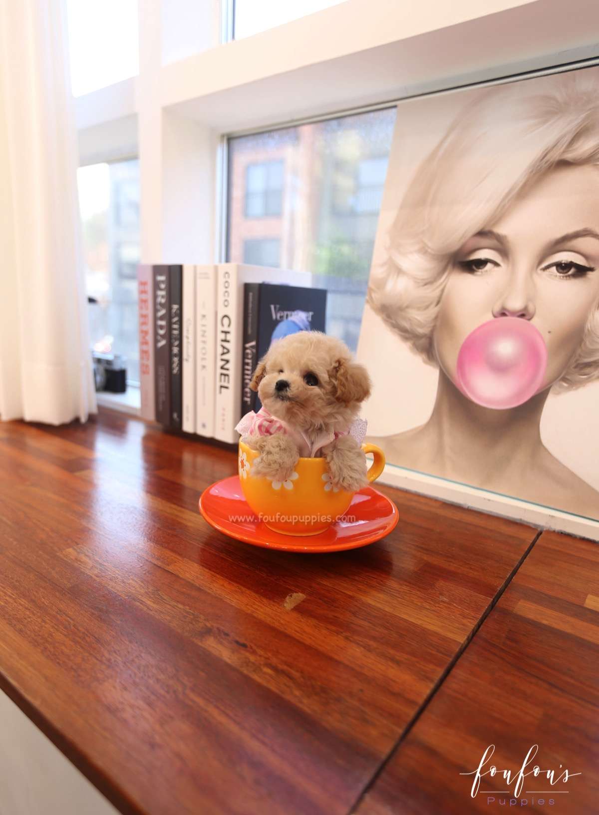 Dolce - Maltipoo F.