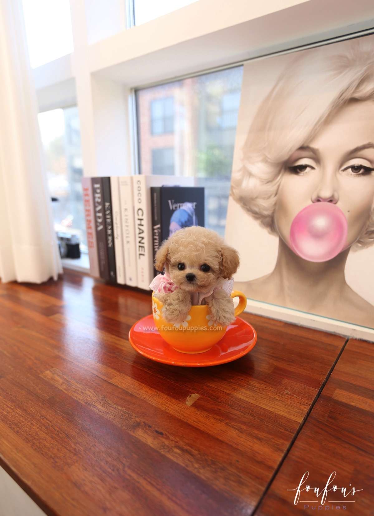 Dolce - Maltipoo F.
