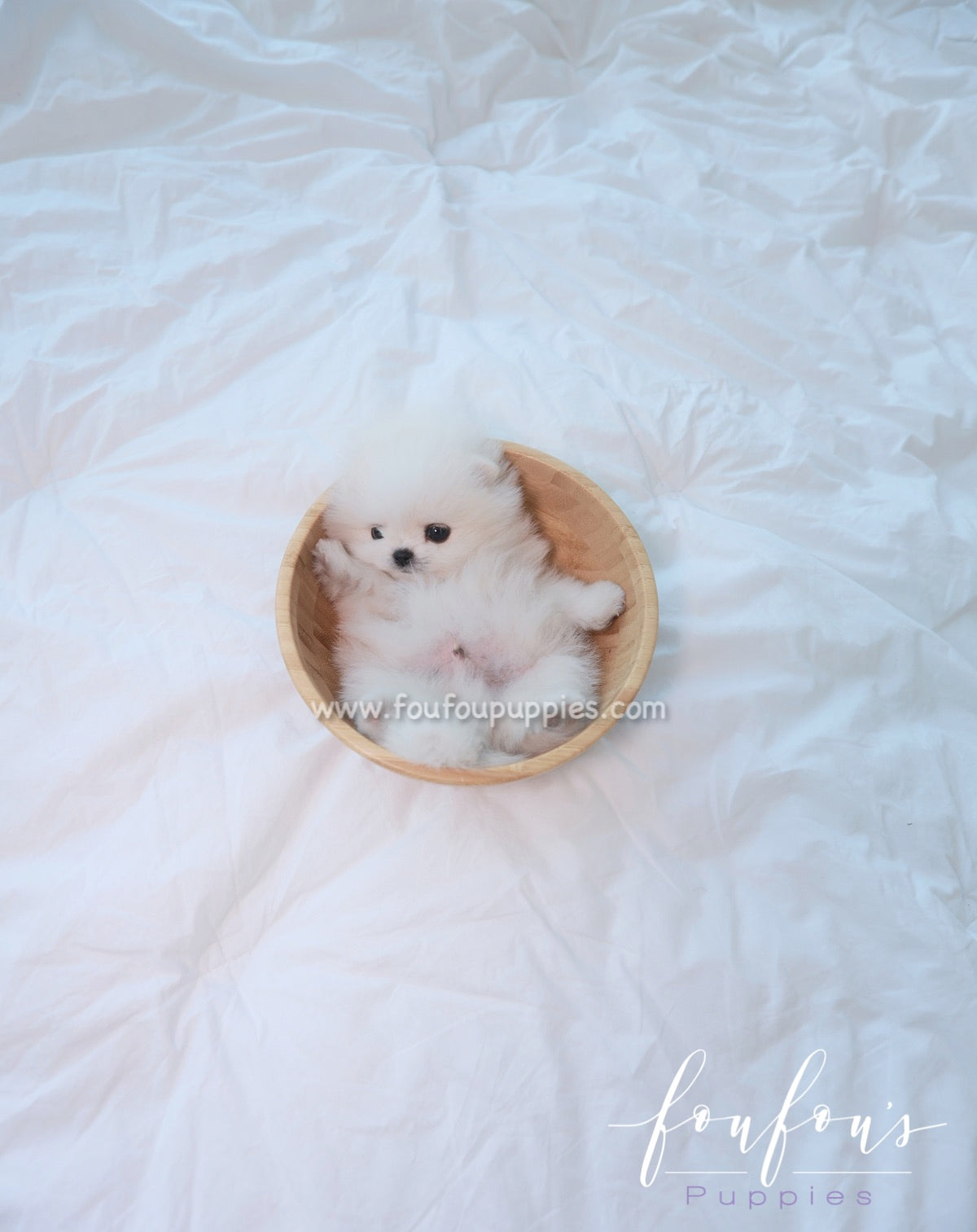 Loki - Pomeranian M.