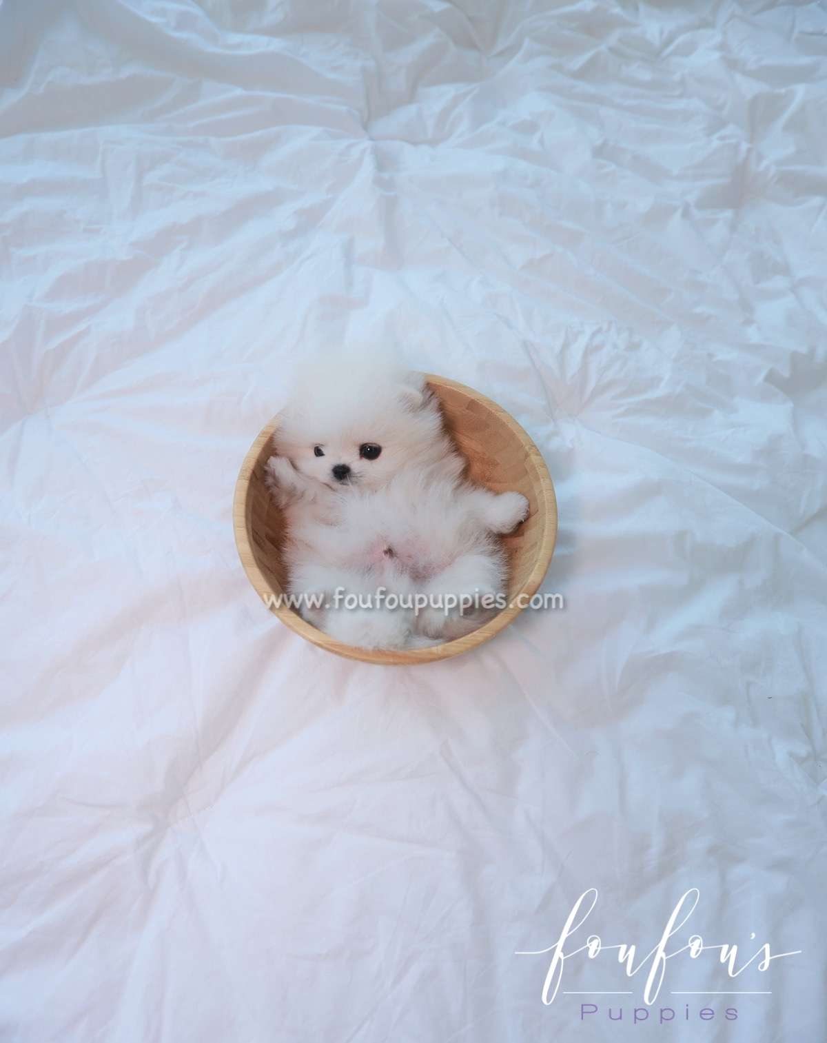 Loki - Pomeranian M.