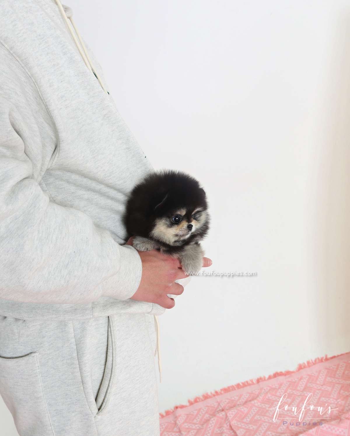 Yoda - Pomeranian M.