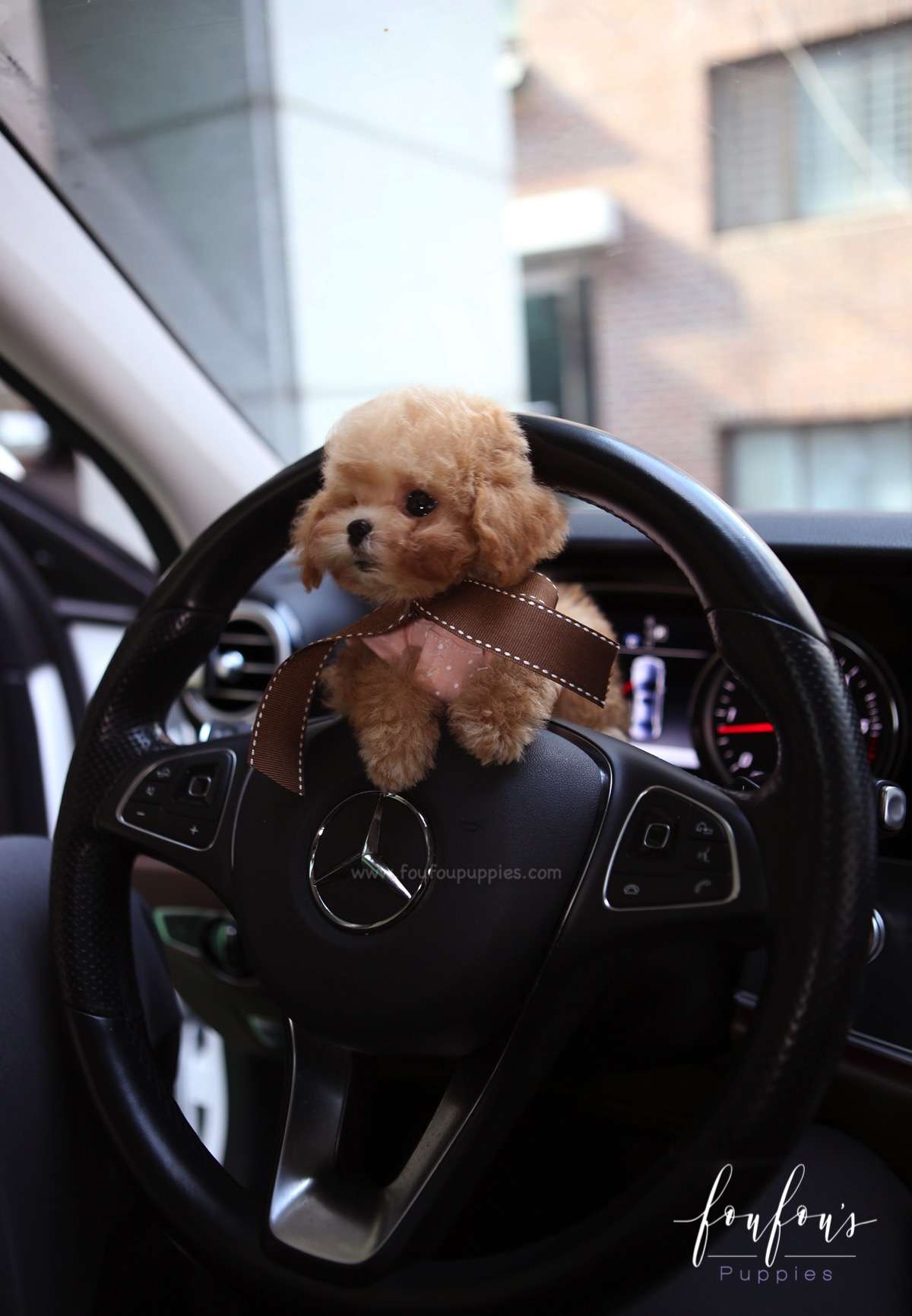 Missy - Poodle F.