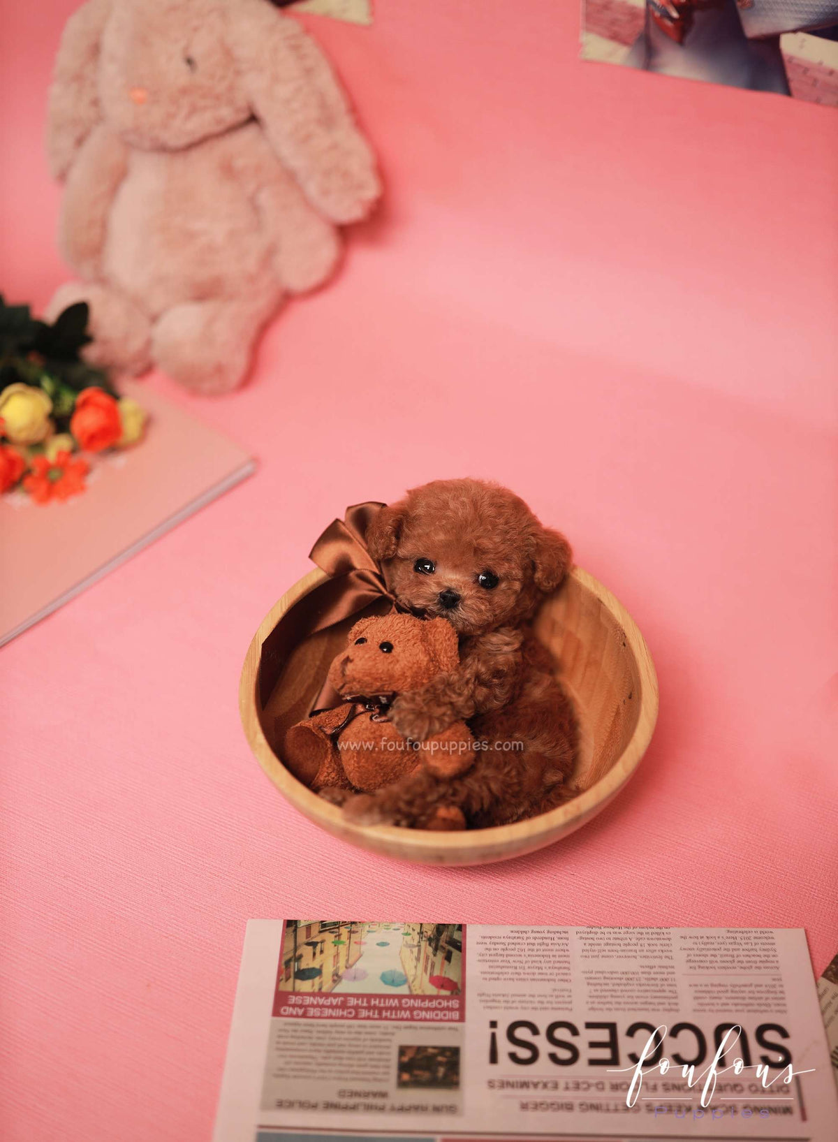 Rover - Poodle M.