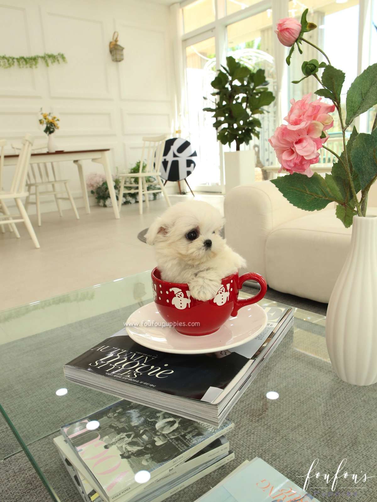 Gracie - Maltese F.