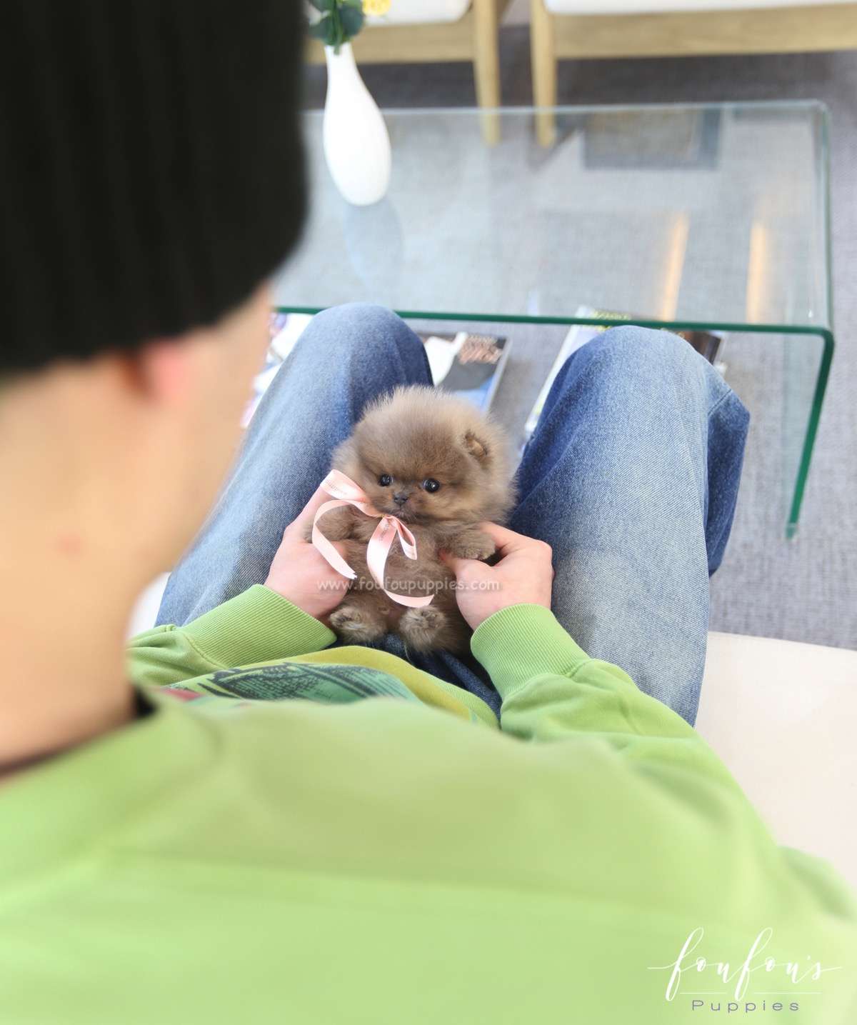 Mushy - Pomeranian M.