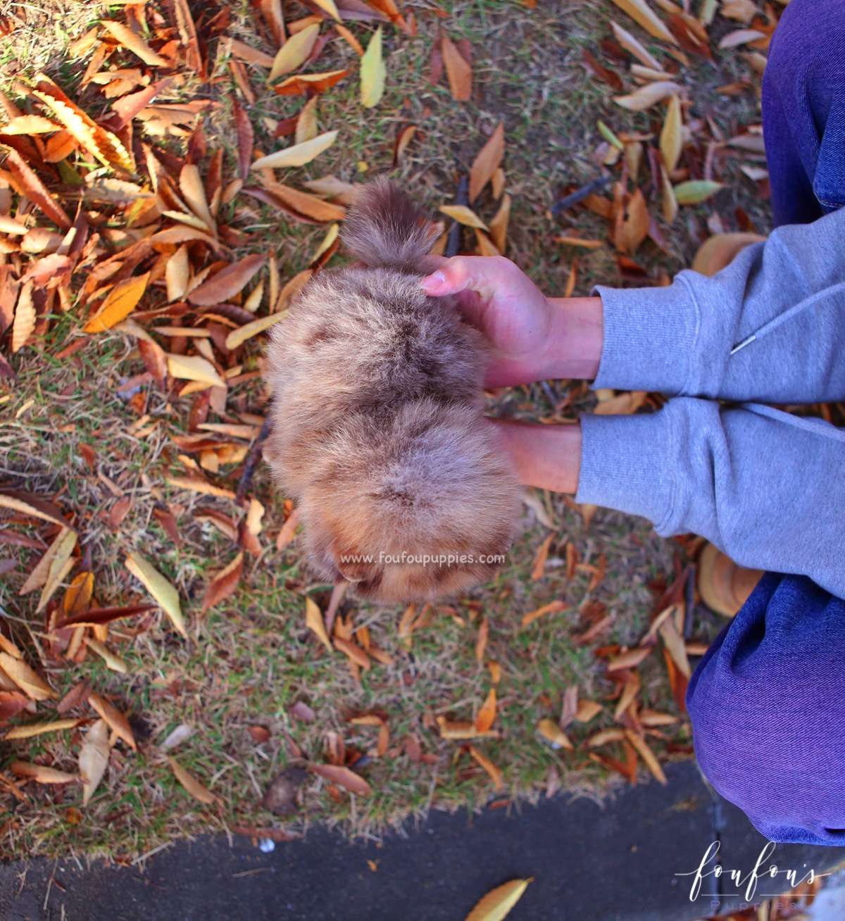 Sire - Pomeranian M.