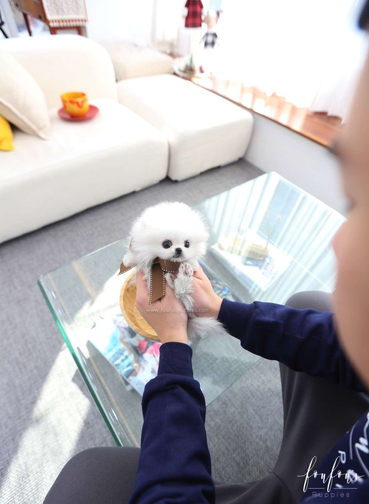 Bijou - Pomeranian F.