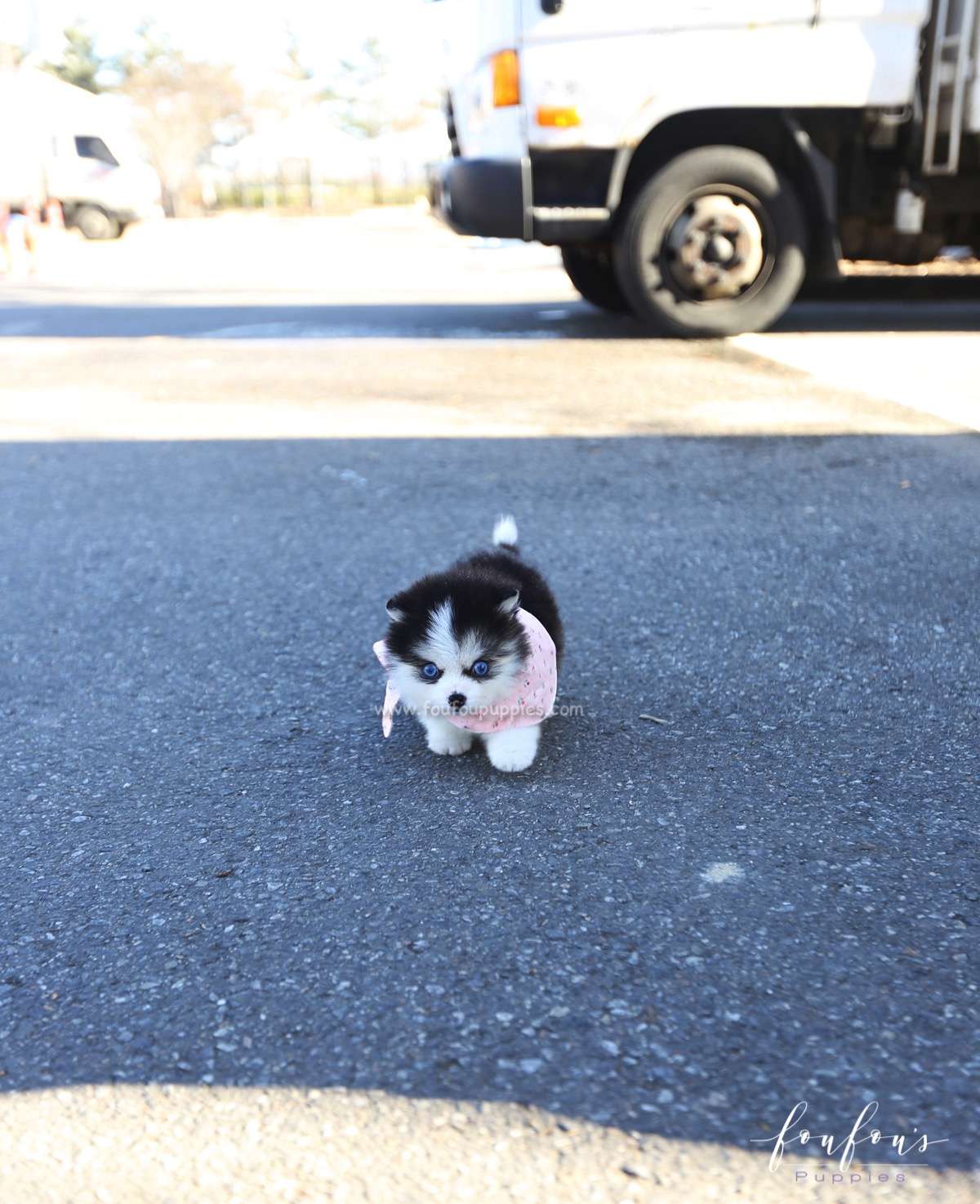 Zeus - Pomsky M.