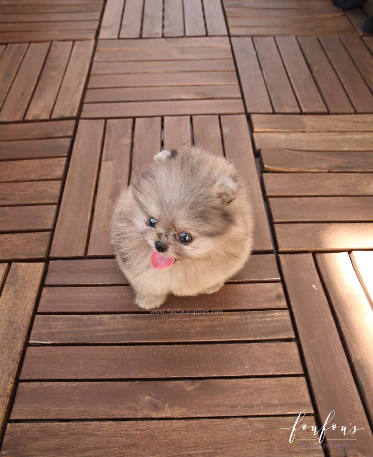 Belle - Pomeranian F.