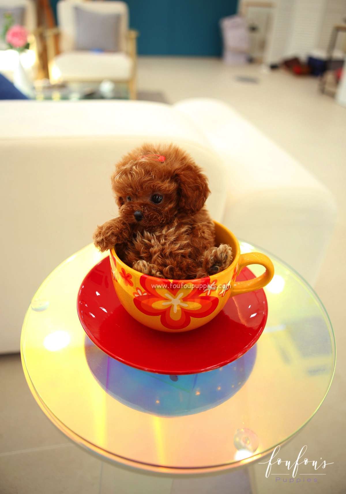 Aston - Poodle M.
