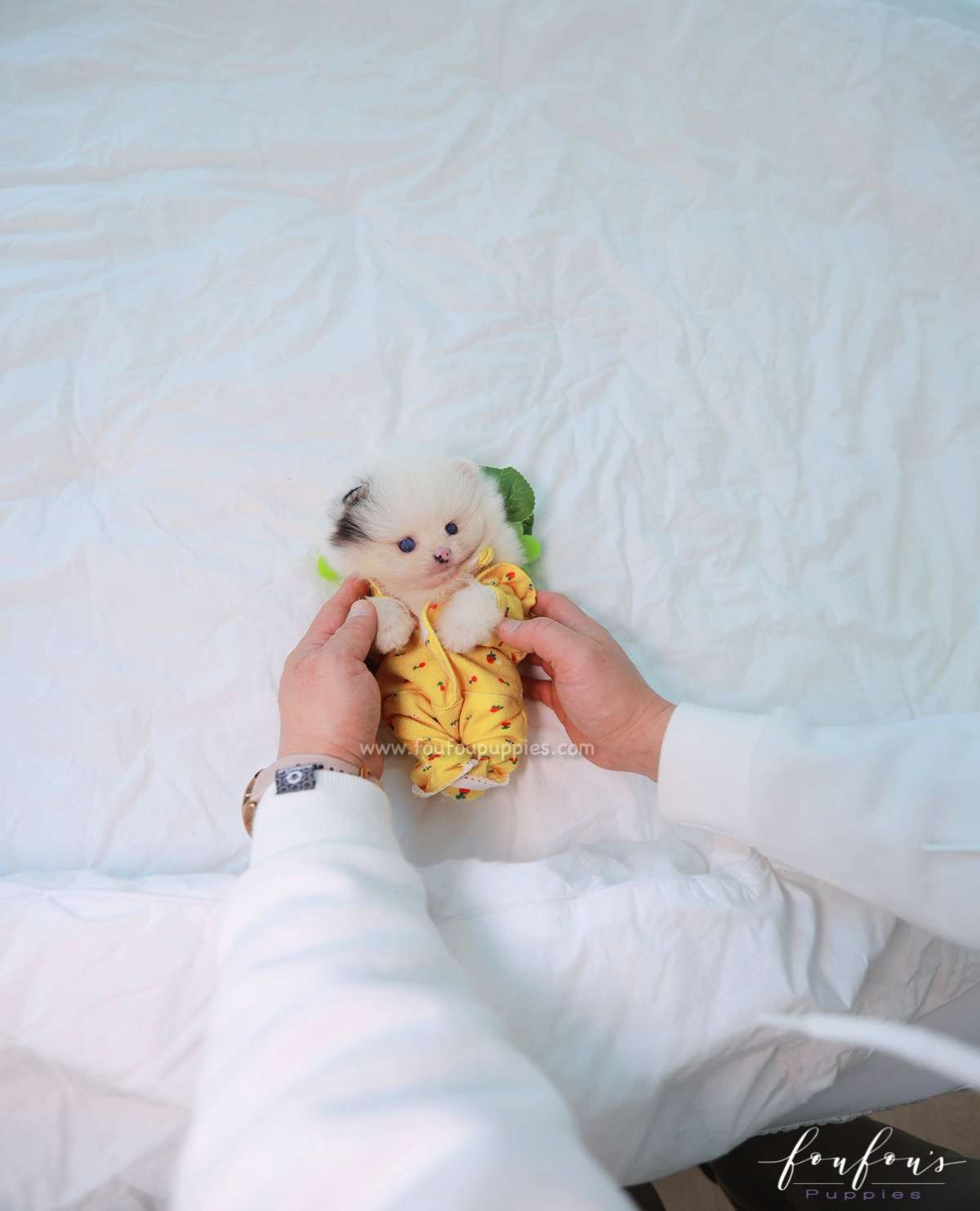 Yogi - Pomeranian M.