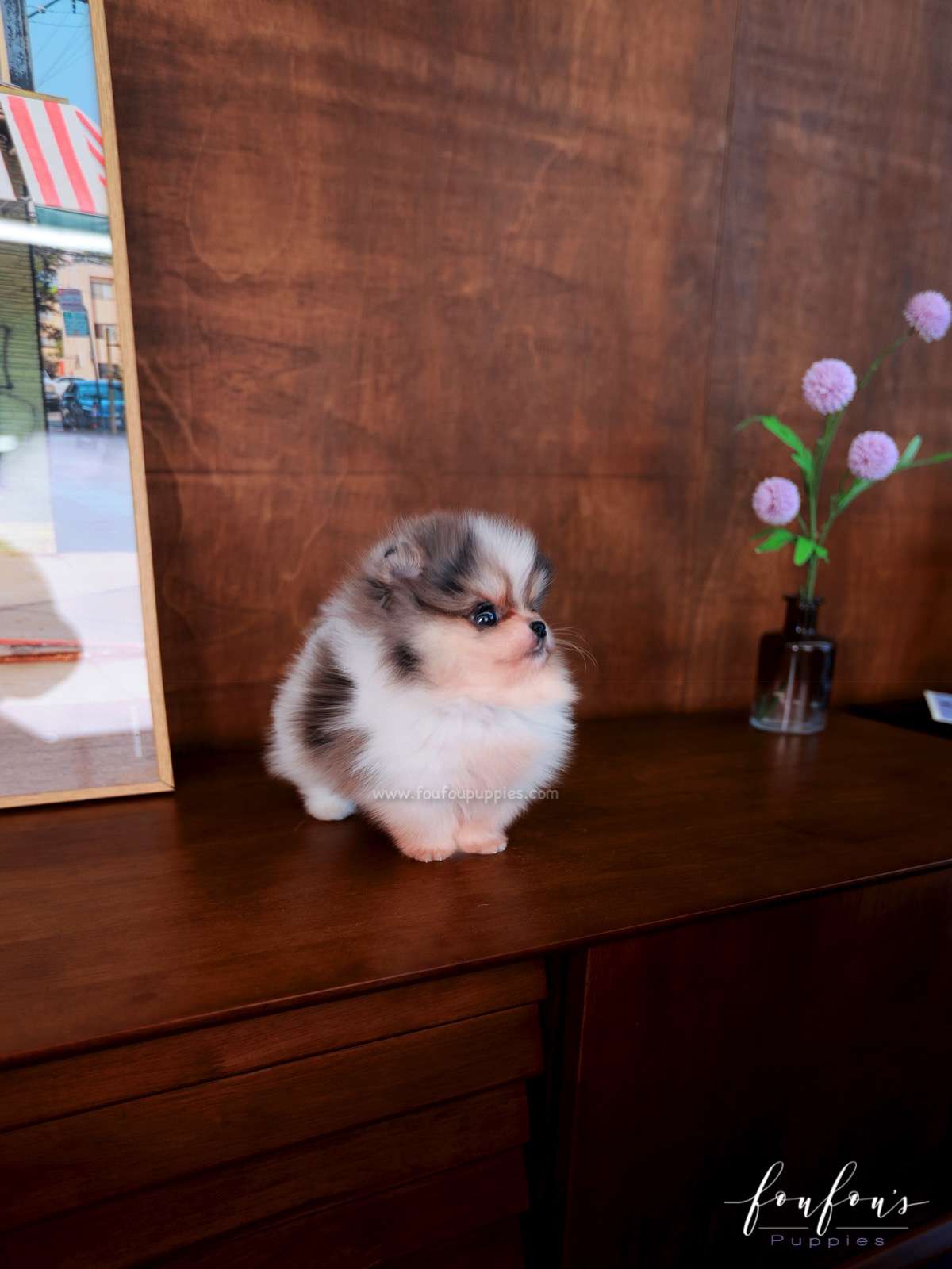 Simba - Pomeranian M.