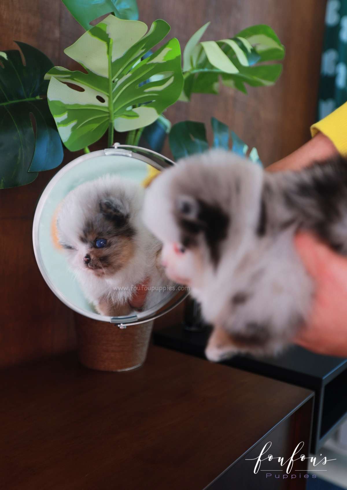 Apollo - Pomeranian M.