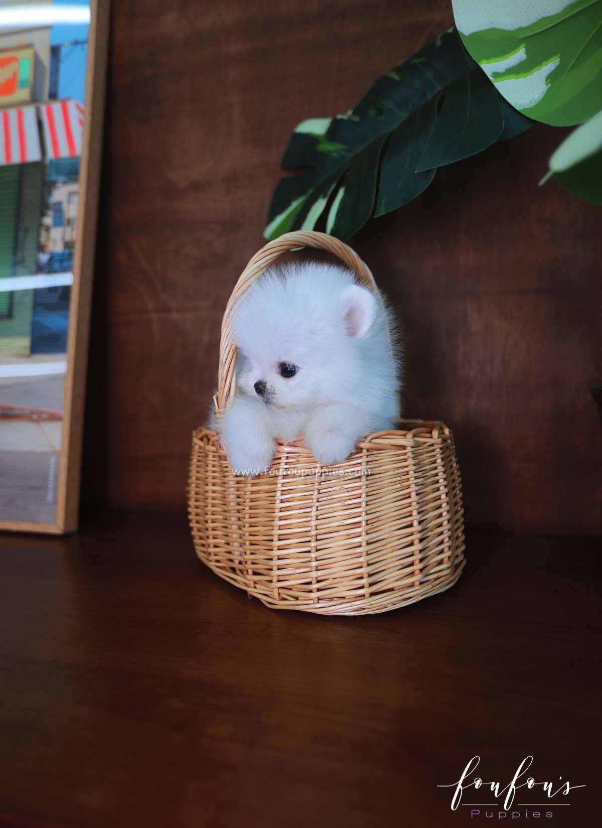 Tiffany - Pomeranian F.