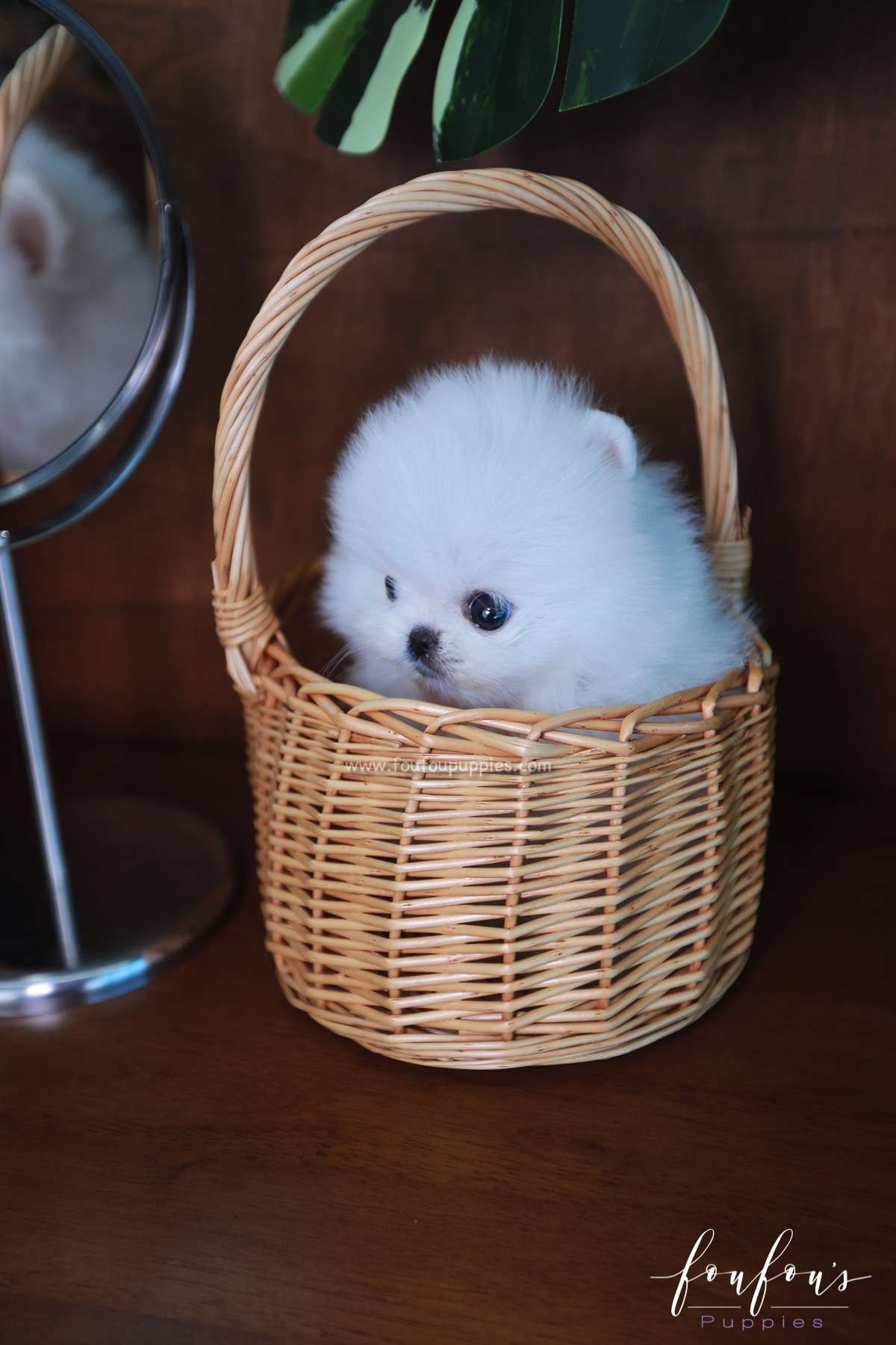 Tiffany - Pomeranian F.