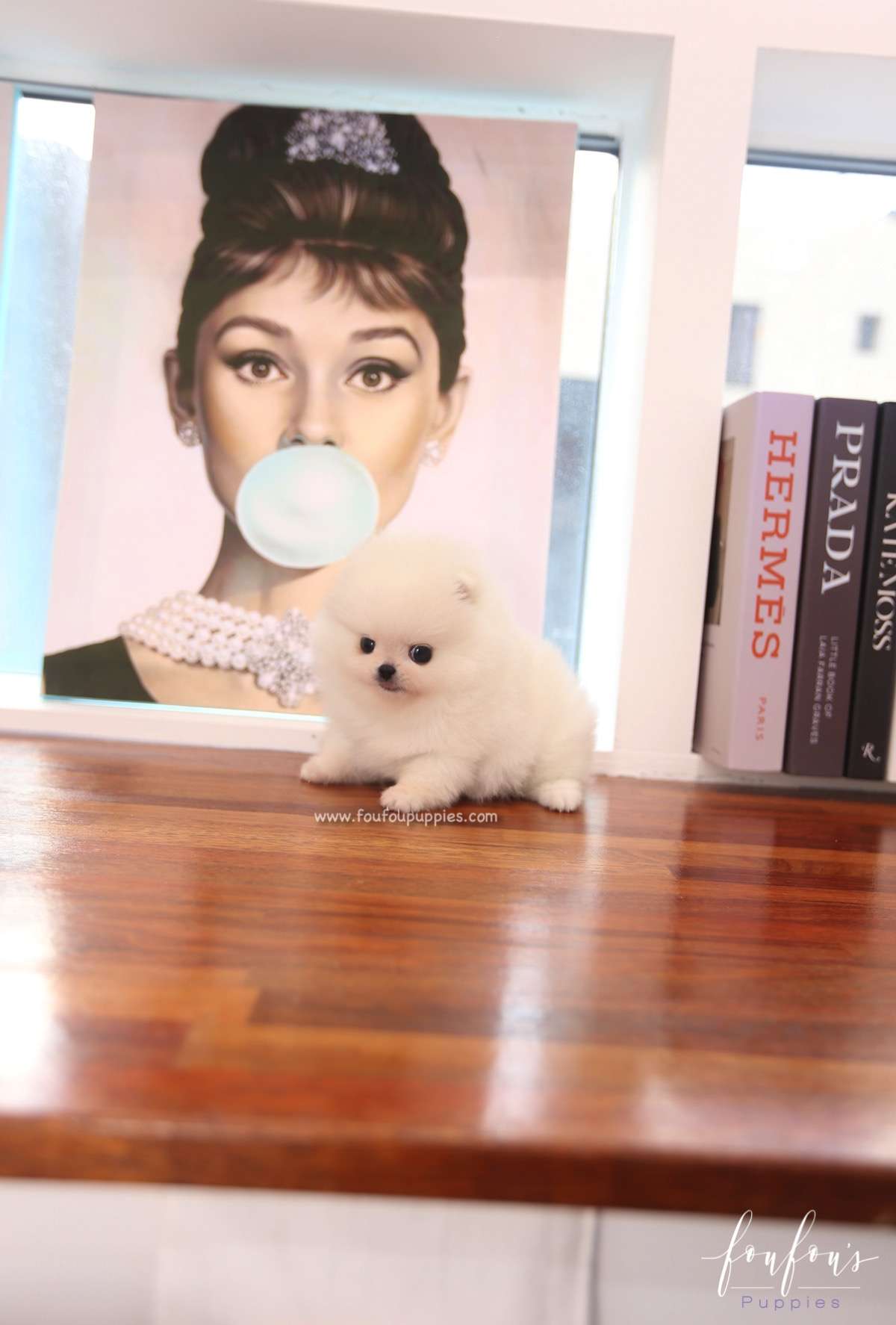 Souflé - Pomeranian F.
