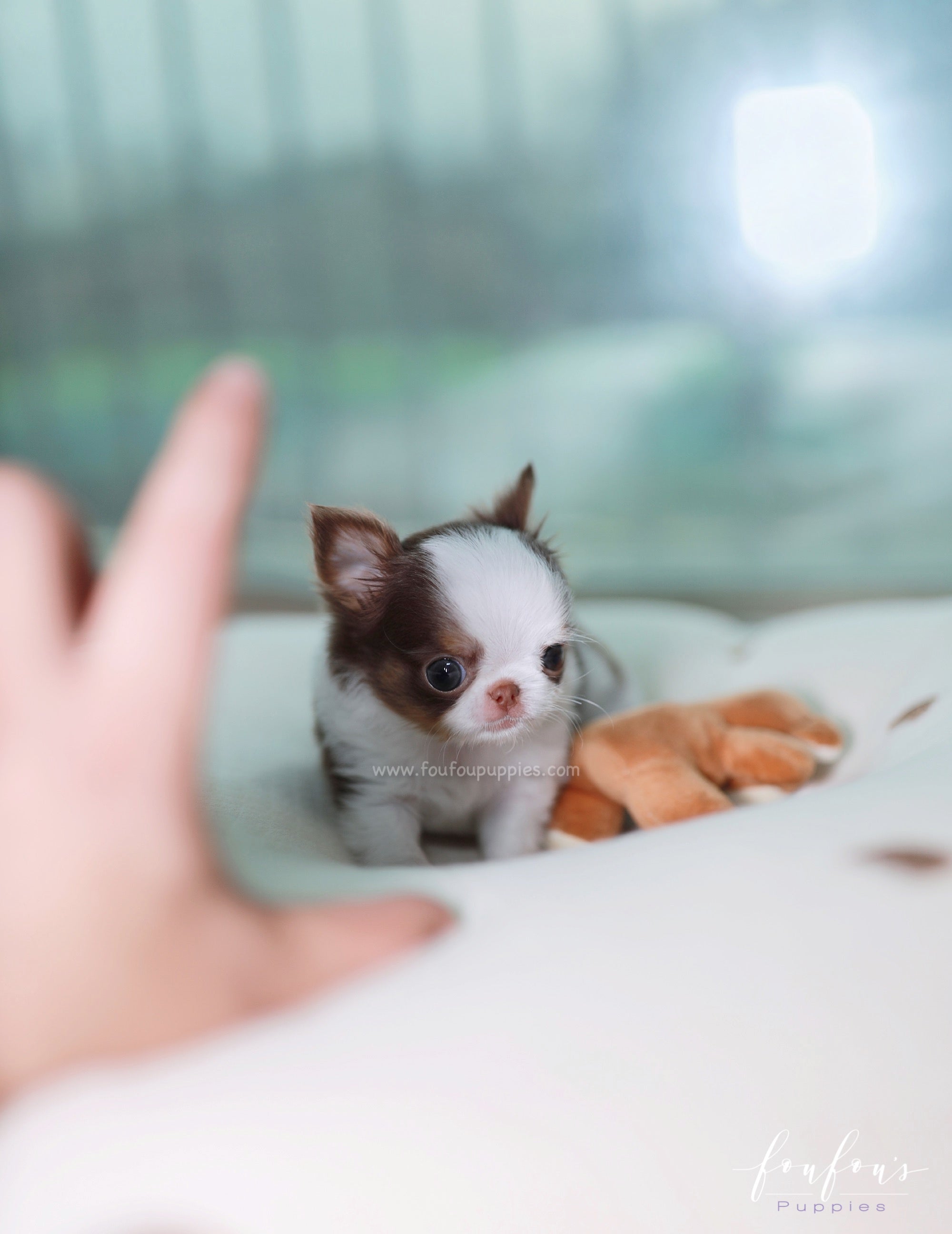 Gus - Chihuahua M.