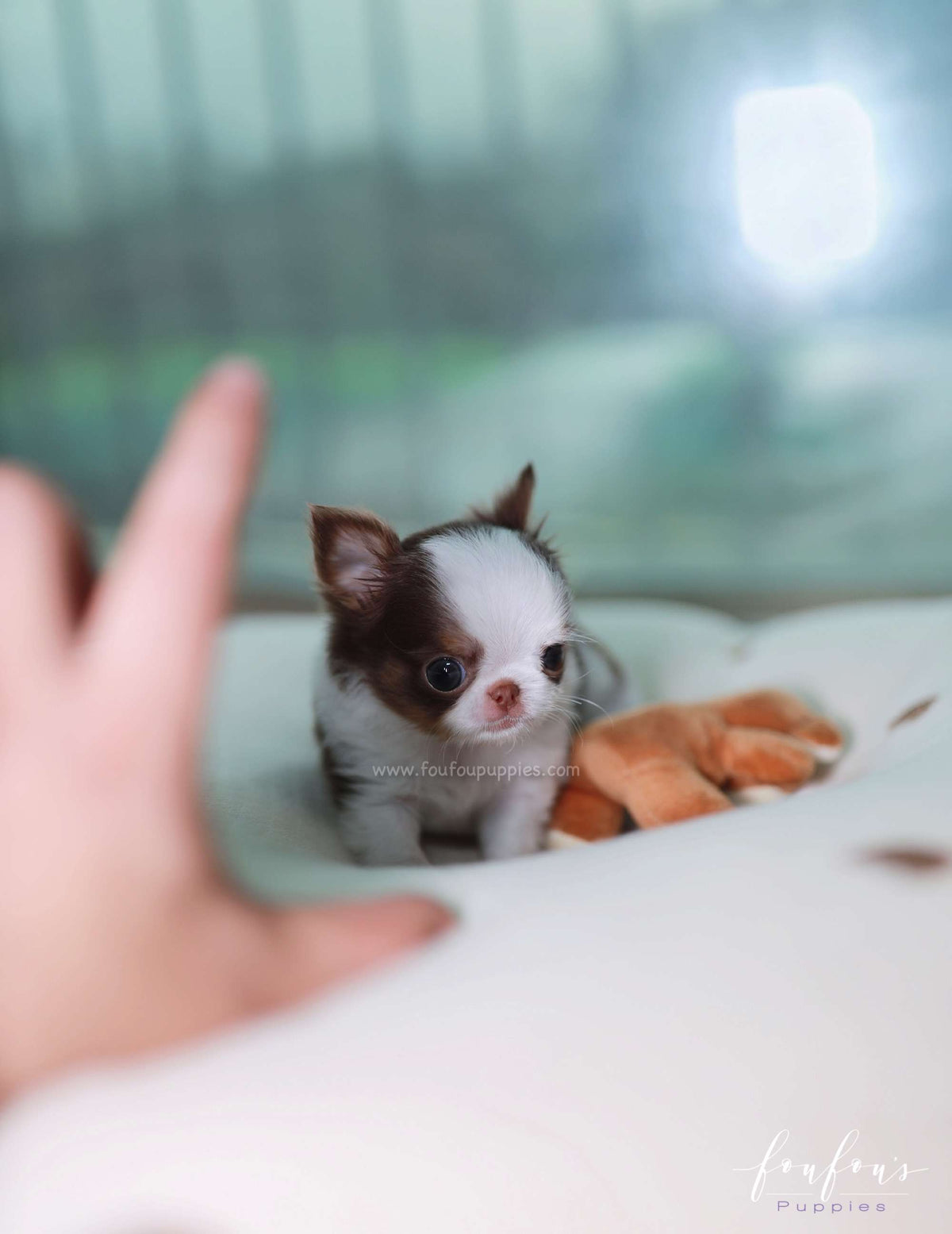 Gus - Chihuahua M.