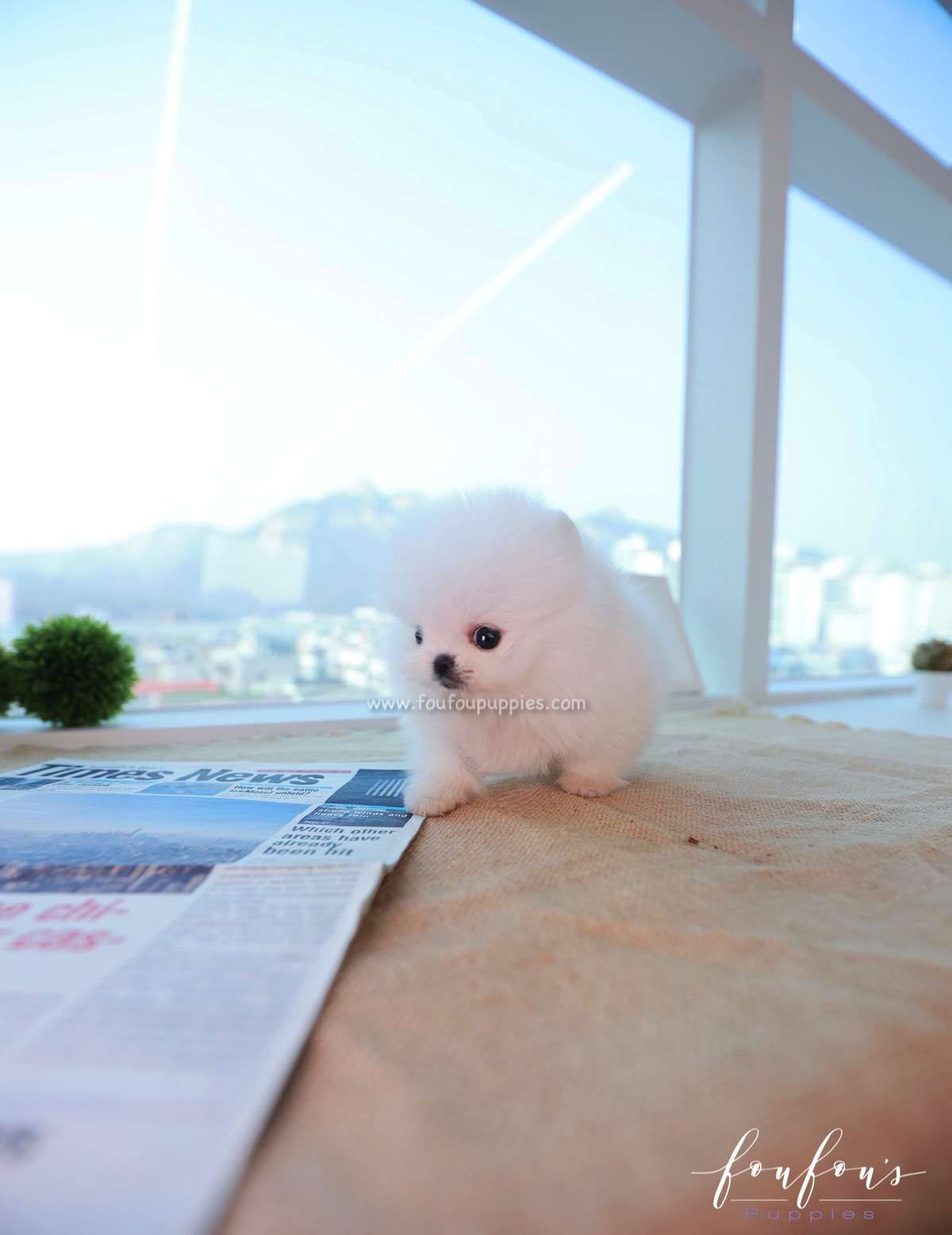 Tiffany - Pomeranian F.