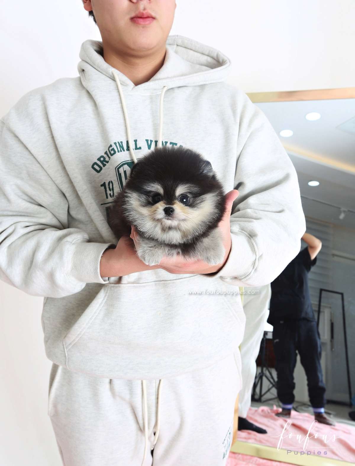 Yoda - Pomeranian M.