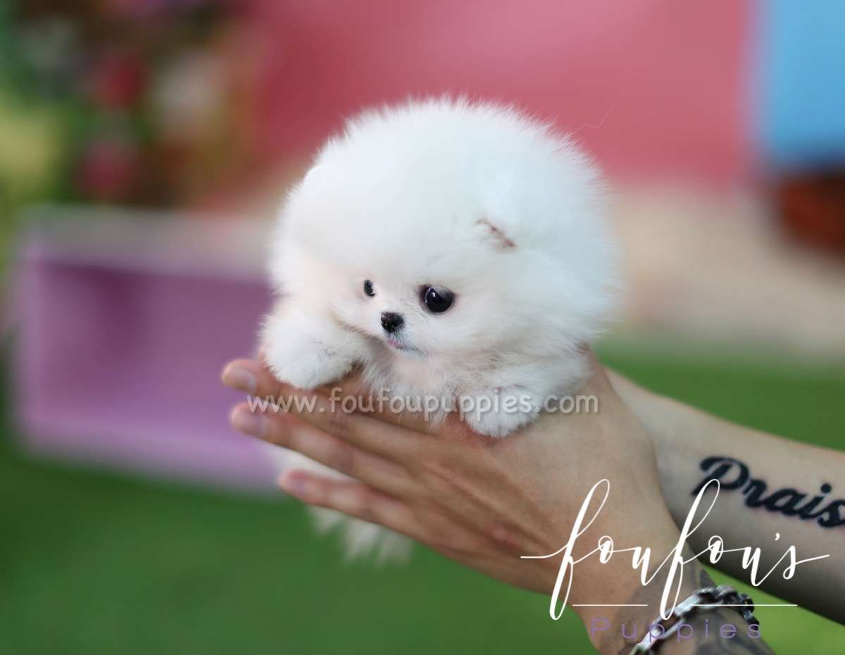 Zitto - Pomeranian M.