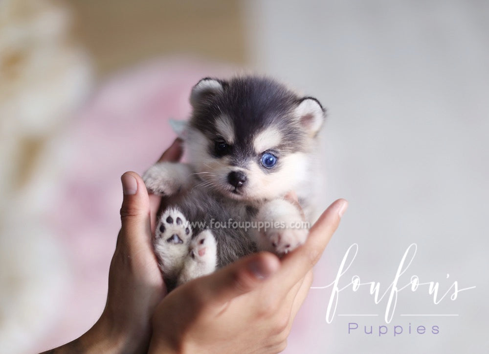 Zeus - Pomsky M.