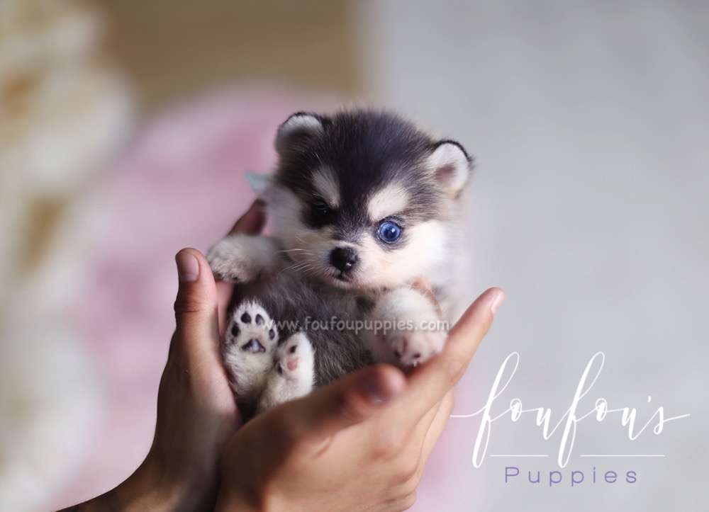 Zeus - Pomsky M.