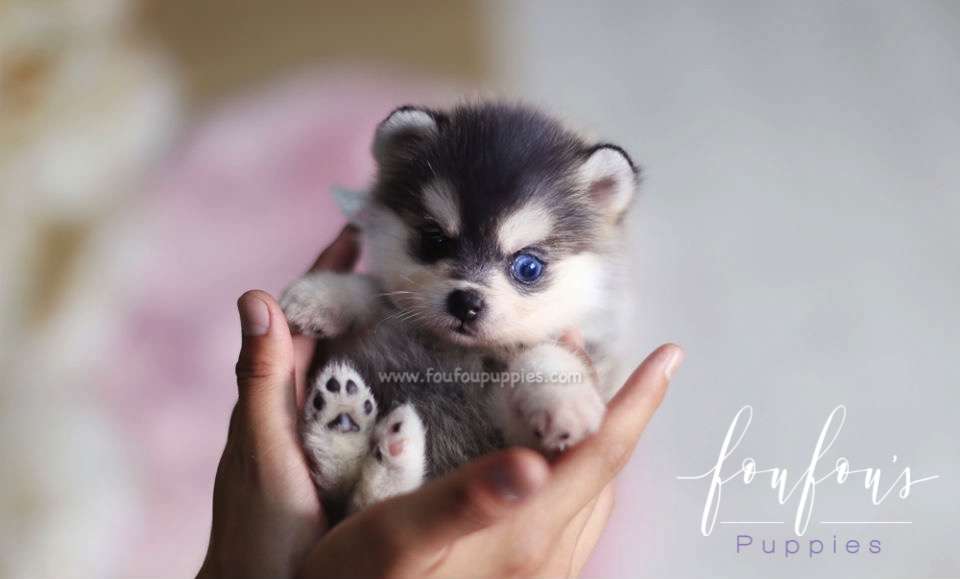 Zeus - Pomsky M.