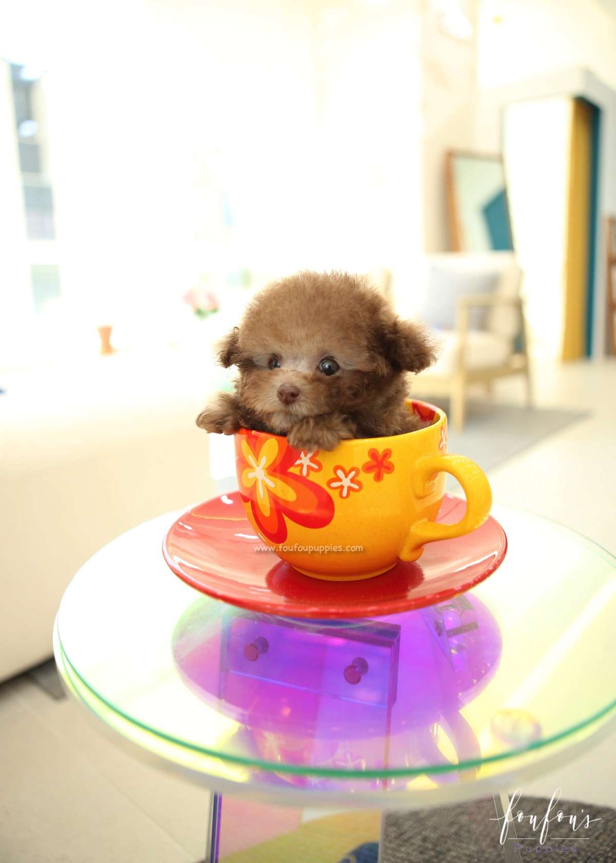 Latte - Poodle F.
