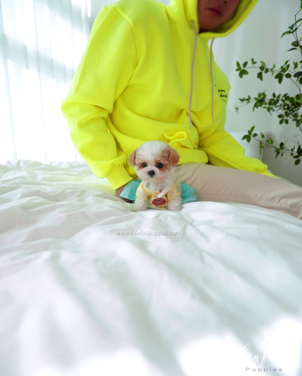 Tezz - Maltipoo M.