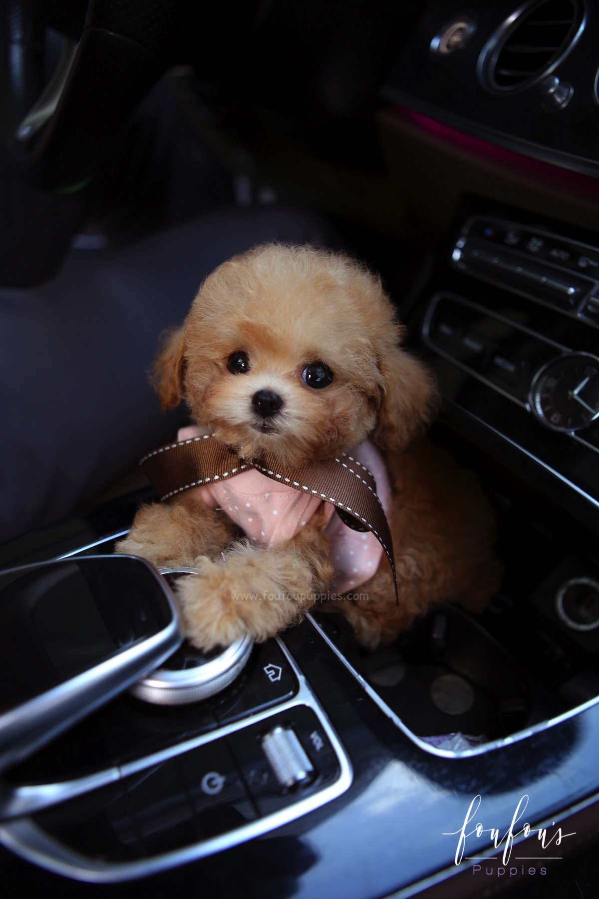 Missy - Poodle F.