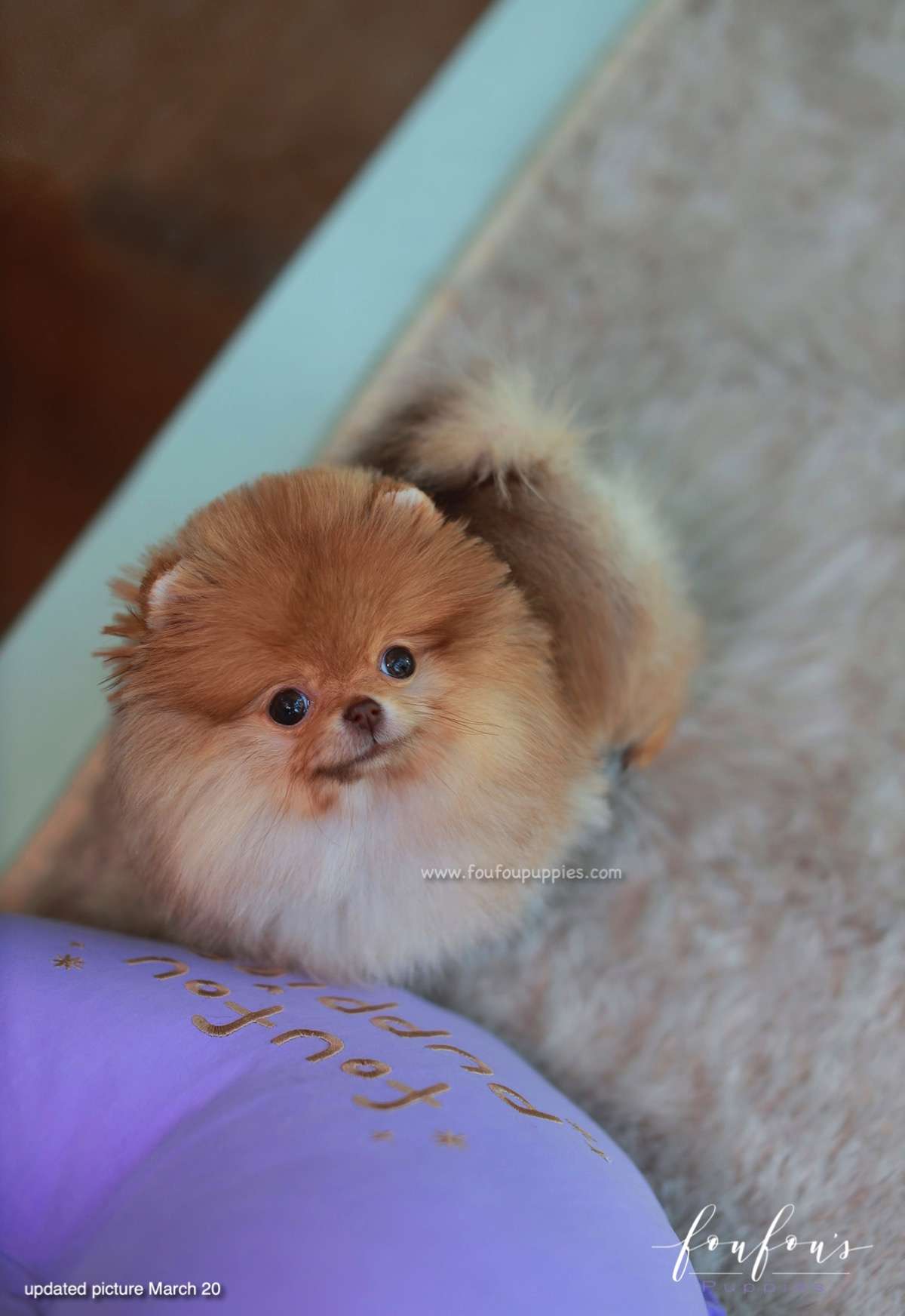 Amore - Pomeranian F.
