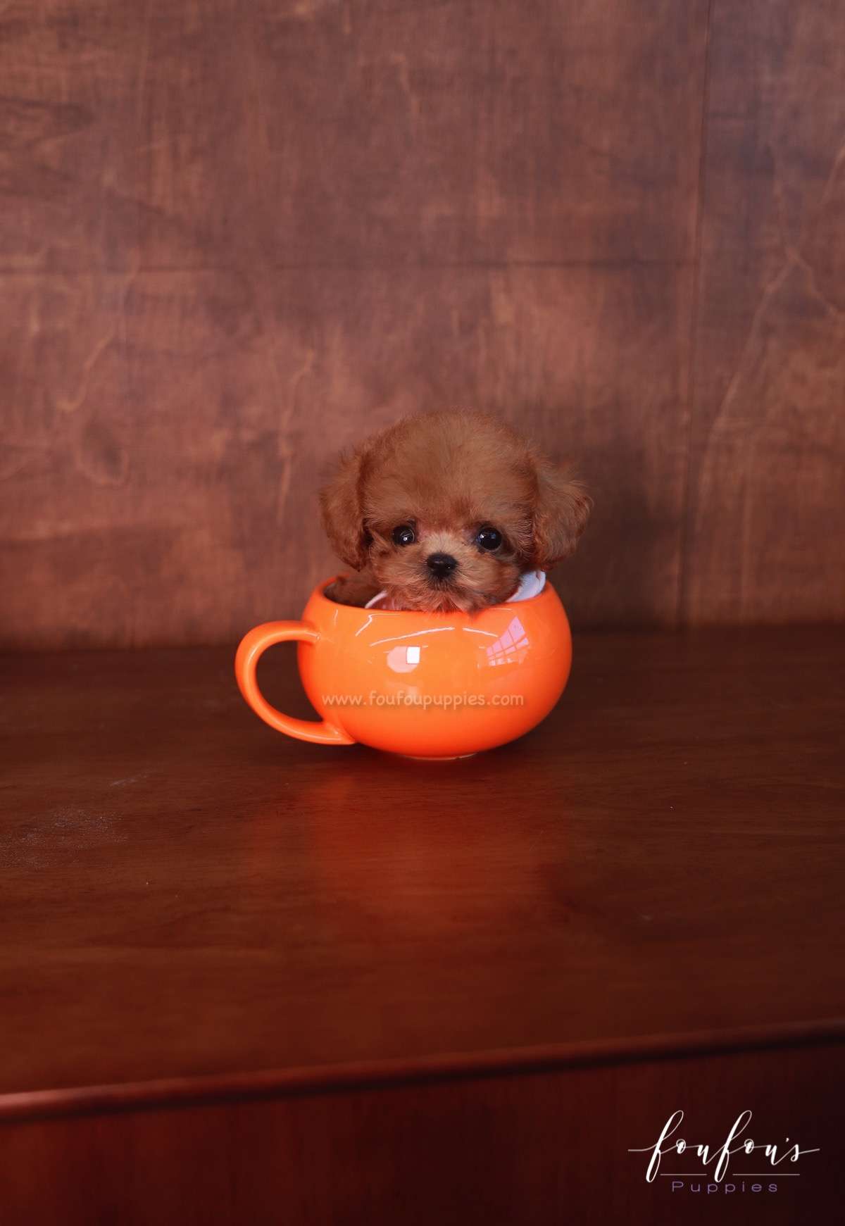Pluto - Poodle M.