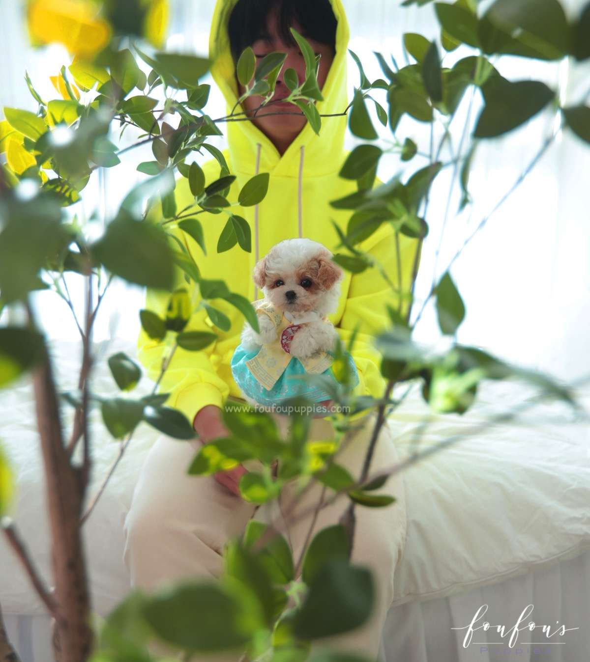 Tezz - Maltipoo M.