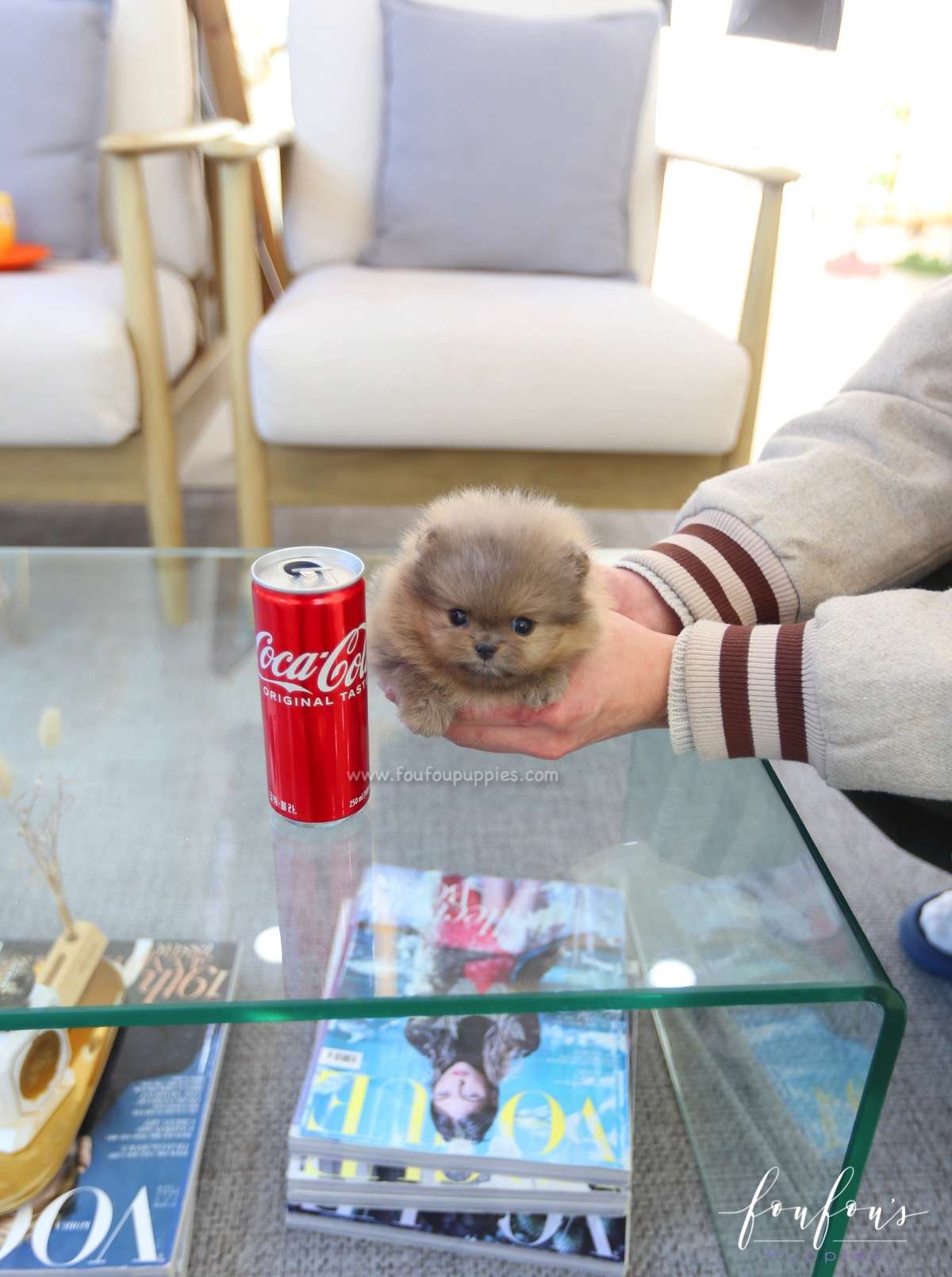 Butterball - Pomeranian M.