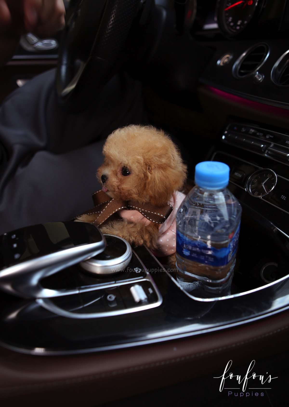 Missy - Poodle F.