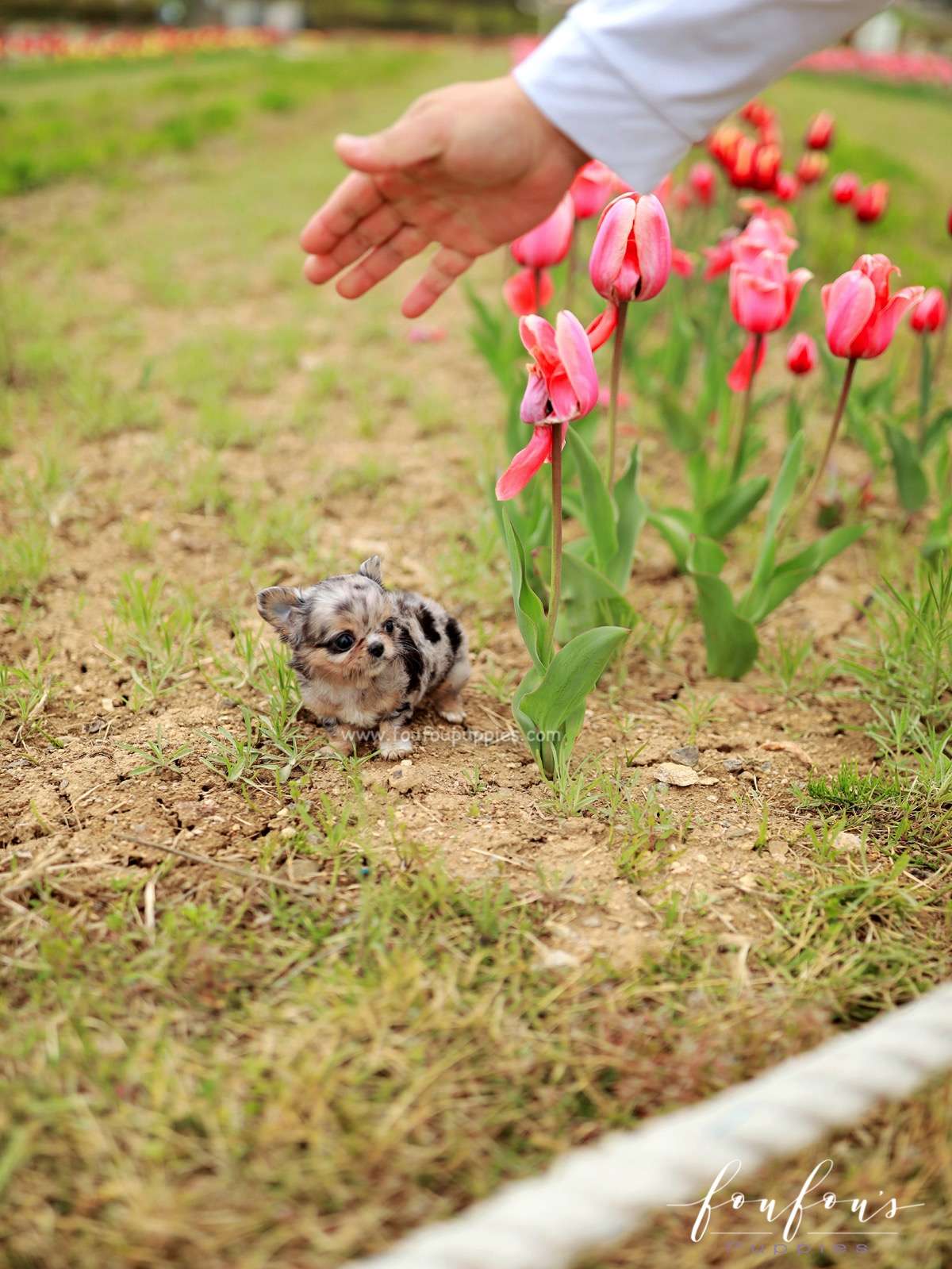 Pinky - Chihuahua M.